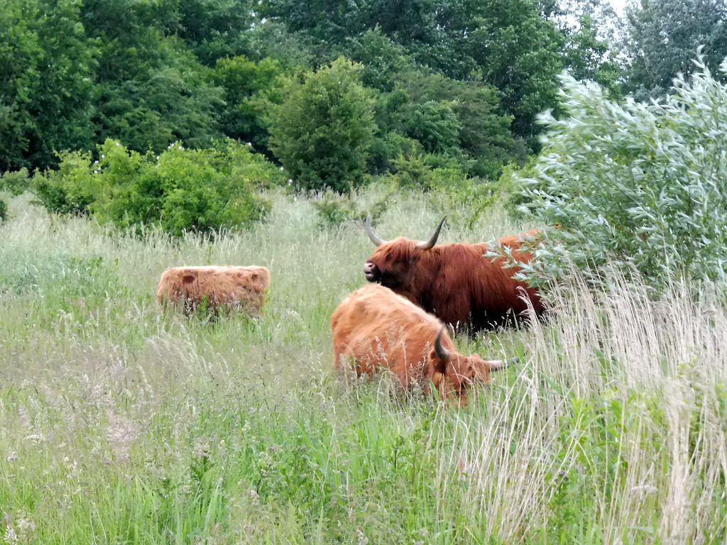 Schotse Hooglanders - Amsterdam