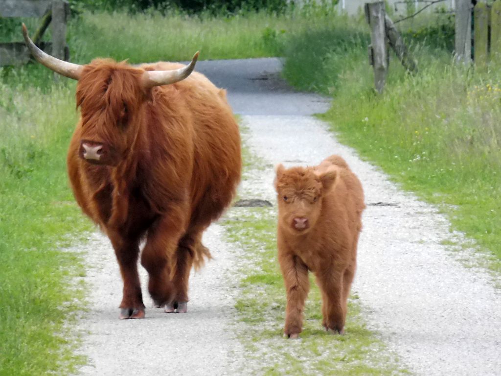 Schotse Hooglanders - Amsterdam