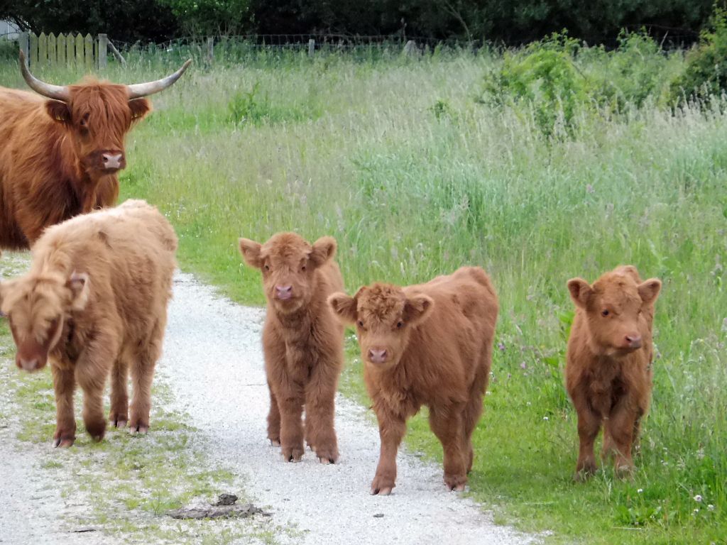 Schotse Hooglanders - Amsterdam