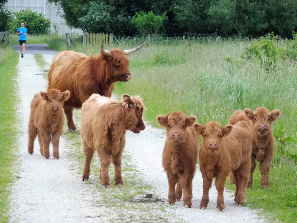 Schotse Hooglanders - Amsterdam