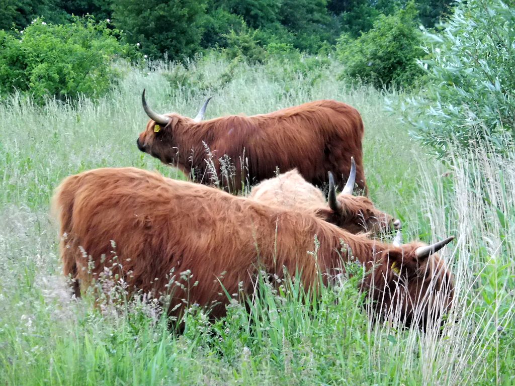 Schotse Hooglanders - Amsterdam