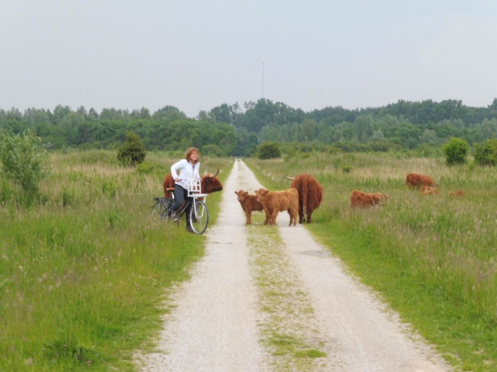 Schotse Hooglanders - Amsterdam