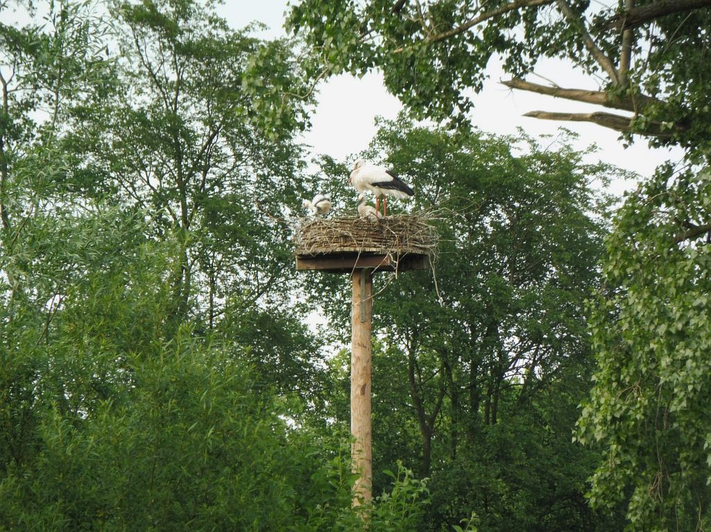 Schapenweide - Ooievaars - Amsterdam