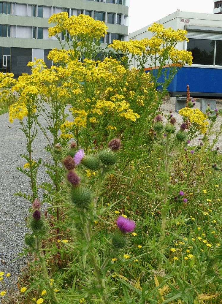 Beethovenplein - Amsterdam