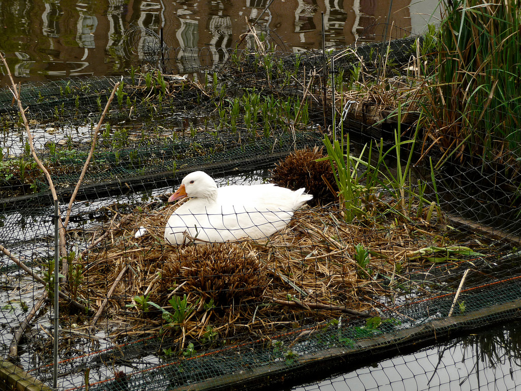 Boerenwetering - Amsterdam