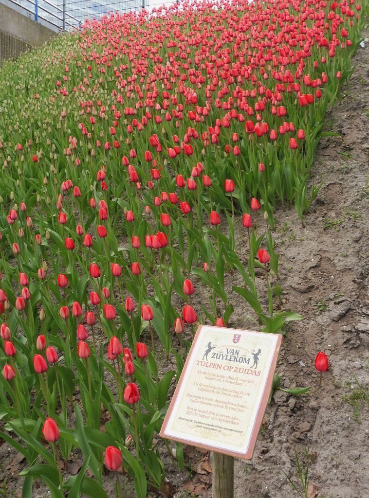 Beethovenstraat - Tulpen op Zuidas - Amsterdam