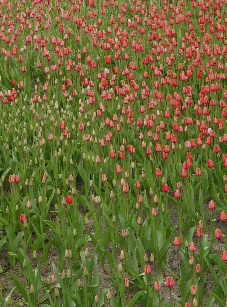 Beethovenstraat - Tulpen op Zuidas - Amsterdam