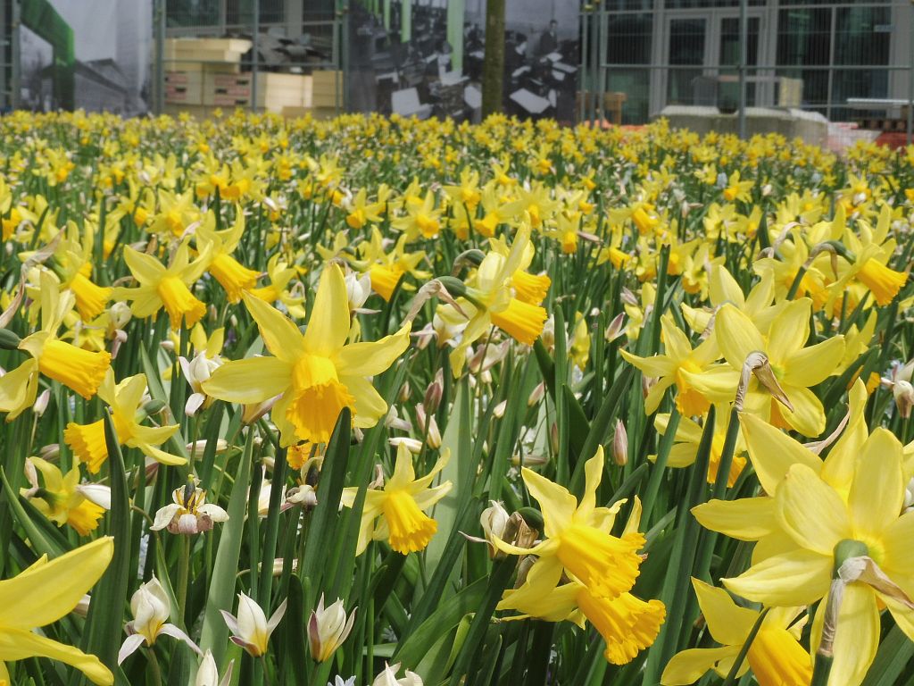 Gustav Mahlerplein - Narcissen - Amsterdam