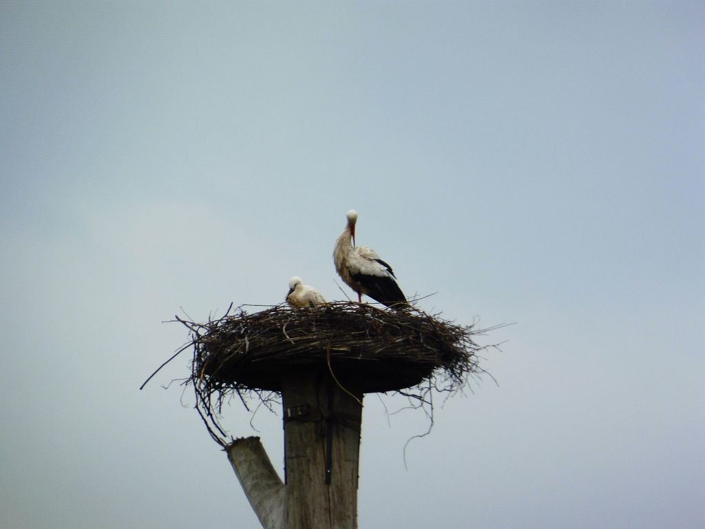 Kalfjeslaan - Ooievaars - Amsterdam