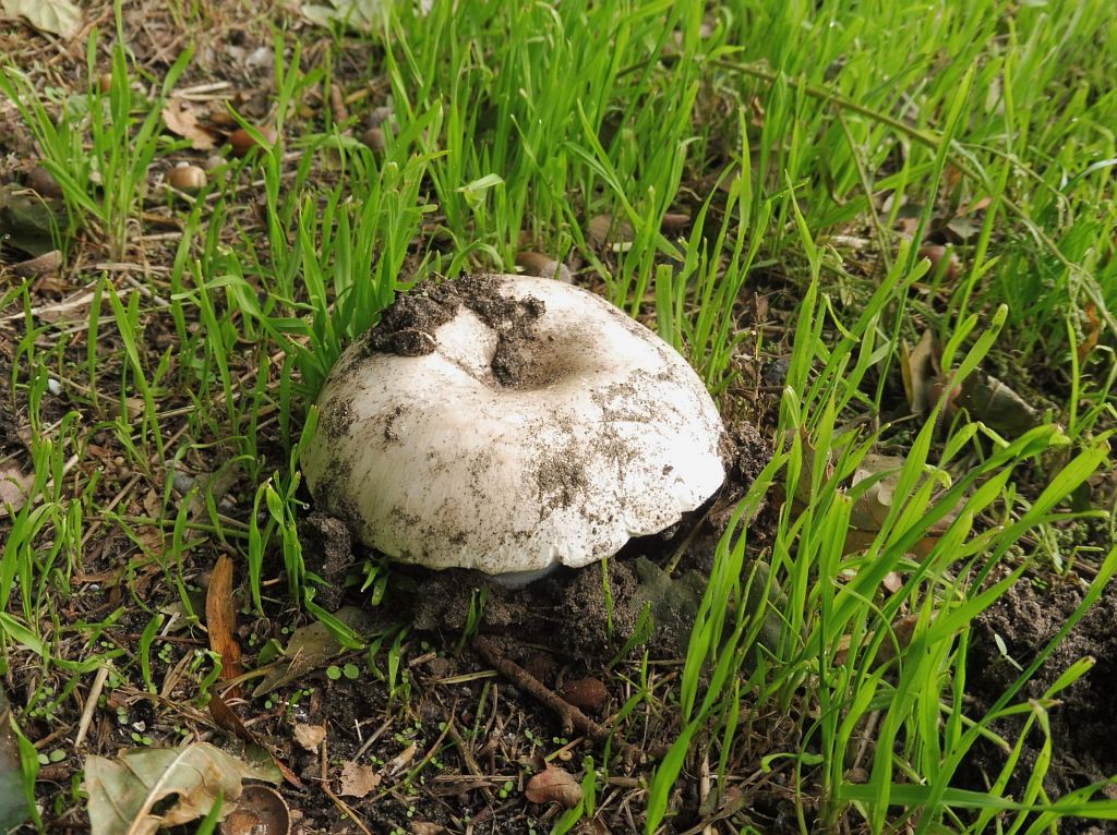 Spoorslag - Paddestoelen - Amsterdam