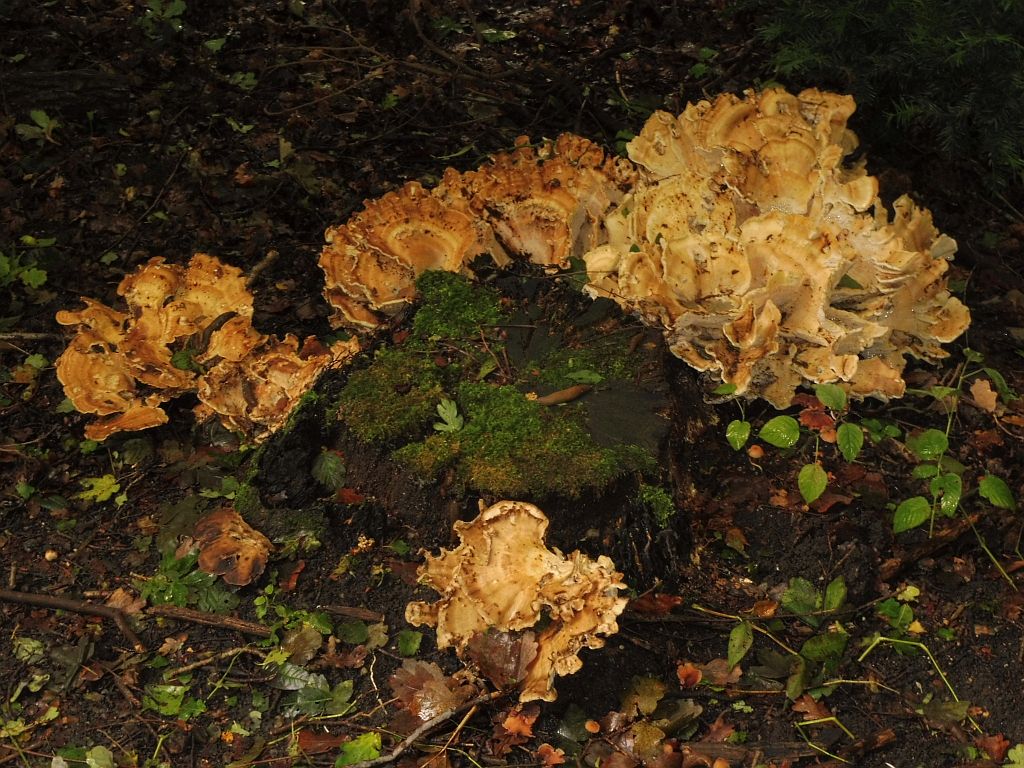 De Uitkijk - Paddestoelen - Amsterdam