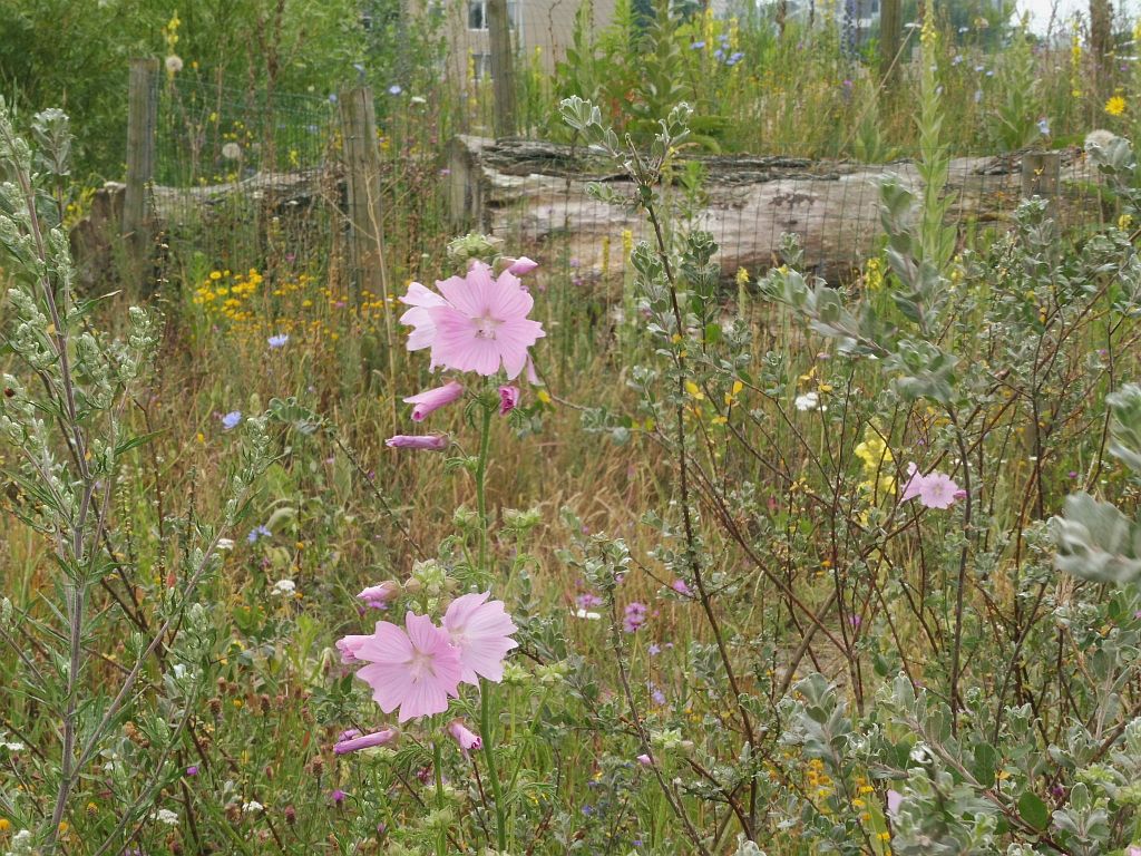 Kindercampus Zuidas Tuin - Amsterdam