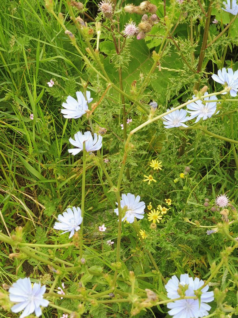 Kindercampus Zuidas Tuin - Amsterdam