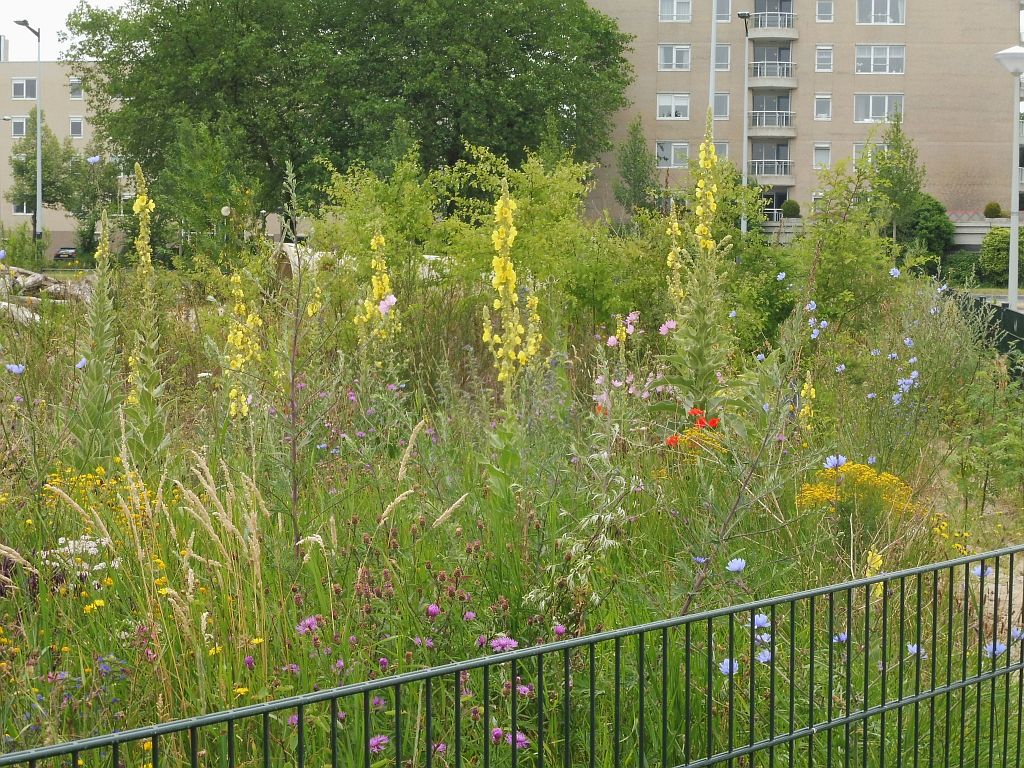 Kindercampus Zuidas Tuin - Amsterdam