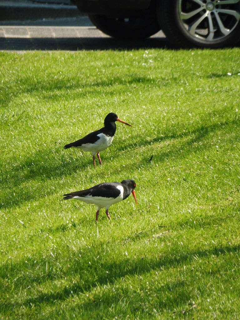 Antonio Vivaldistraat - Scholeksters - Amsterdam