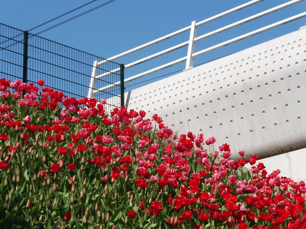 Beethovenstraat - Tulpenlikeur - Amsterdam