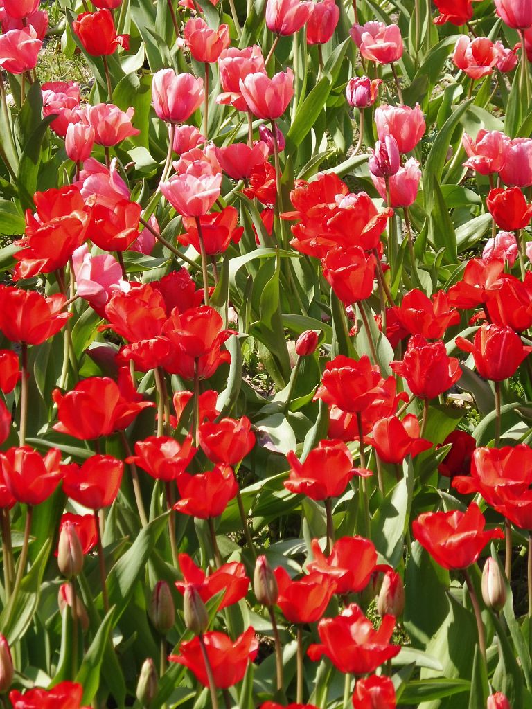 Beethovenstraat - Tulpenlikeur - Amsterdam