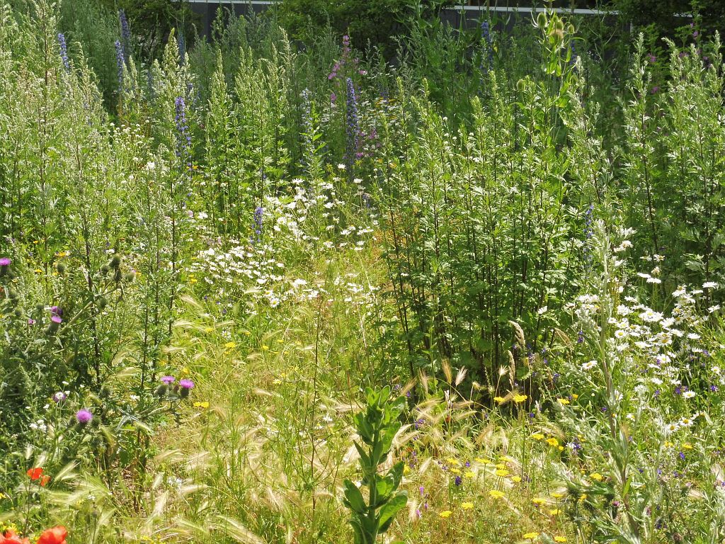 Beatrixpark - Bloemen - Amsterdam