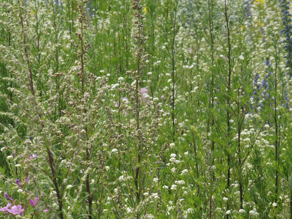 Beatrixpark - Bloemen - Amsterdam