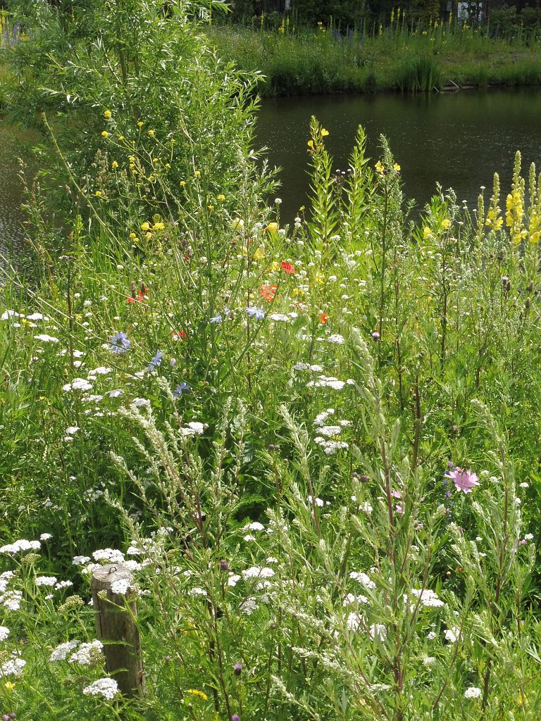 Beatrixpark - Bloemen - Amsterdam