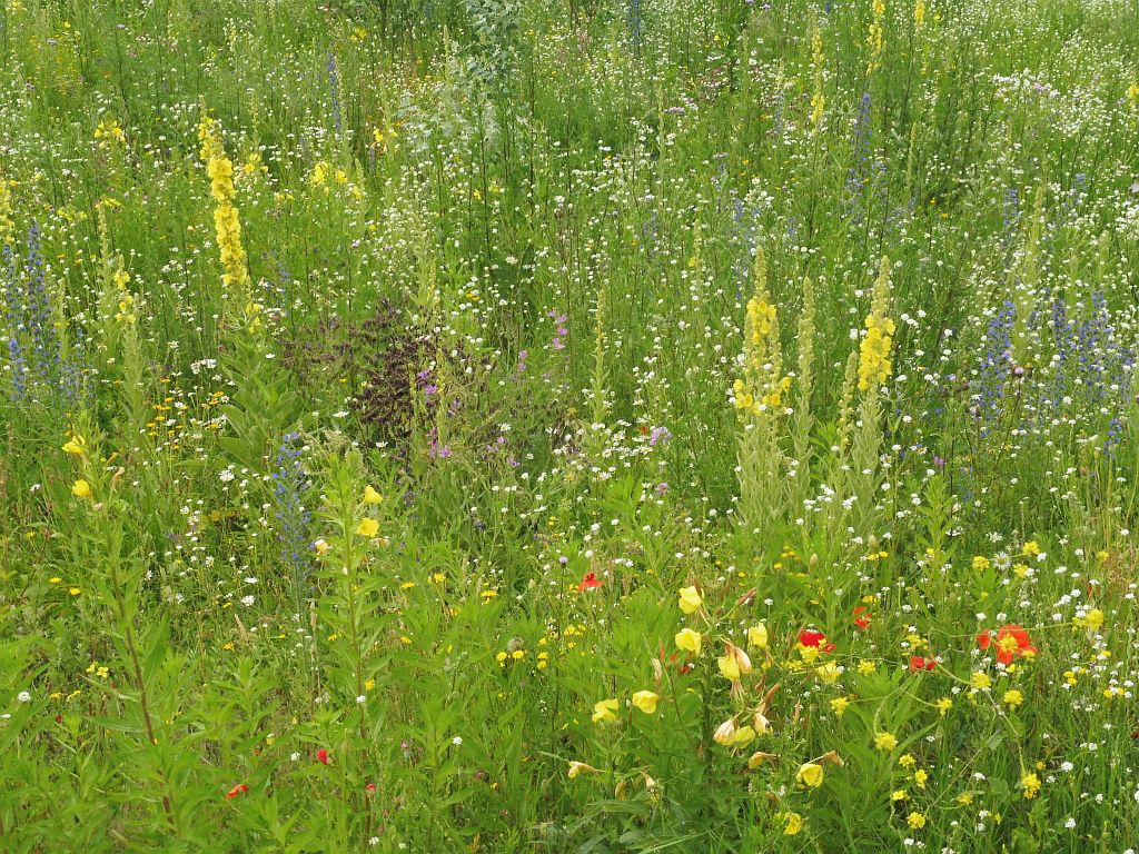 Beatrixpark - Bloemen - Amsterdam