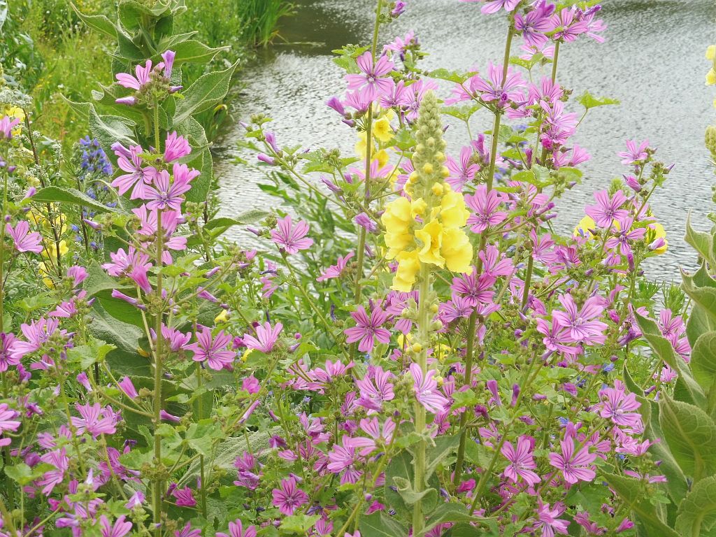 Beatrixpark - Bloemen - Amsterdam