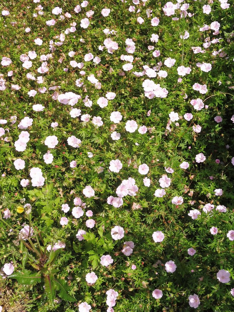 Beatrixpark - Bloemen - Amsterdam