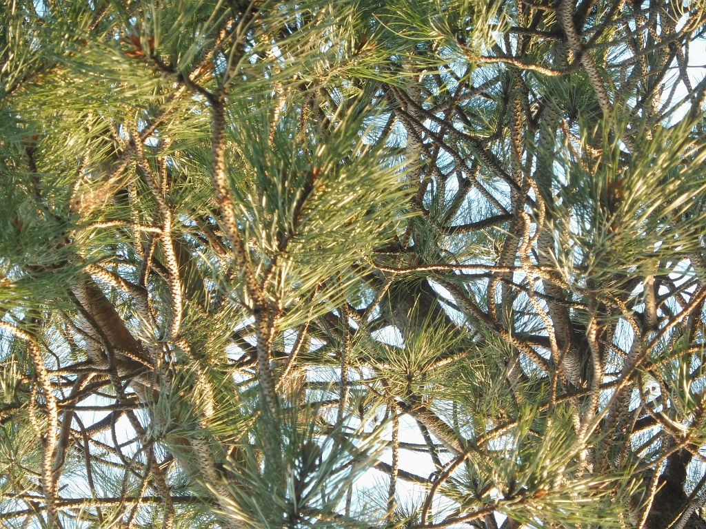 Schipholdijk - Amsterdam